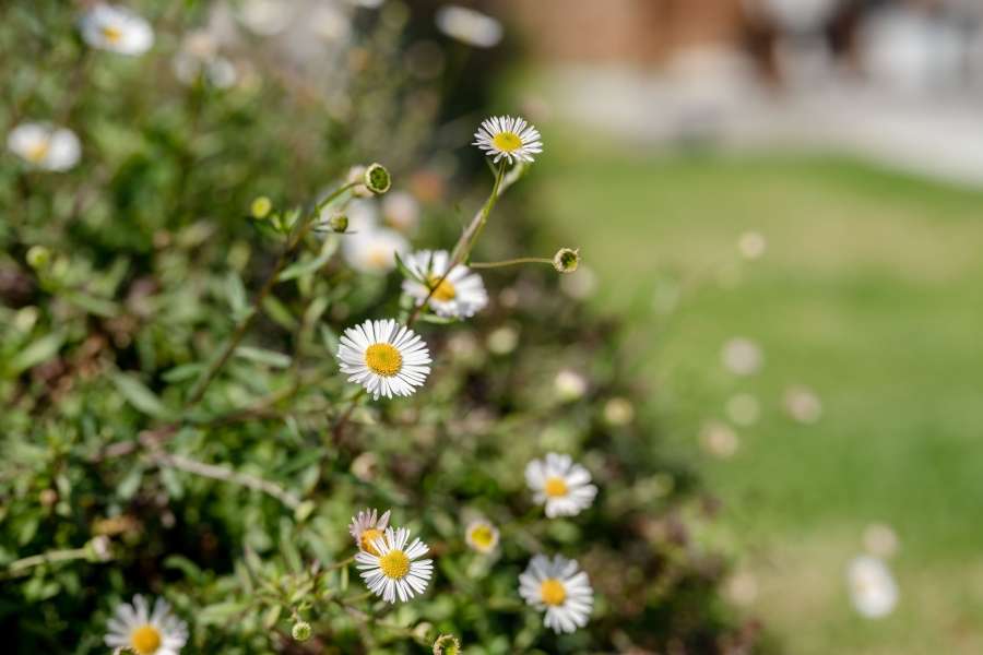 4 Bedroom Property for Sale in Brackenridge Western Cape